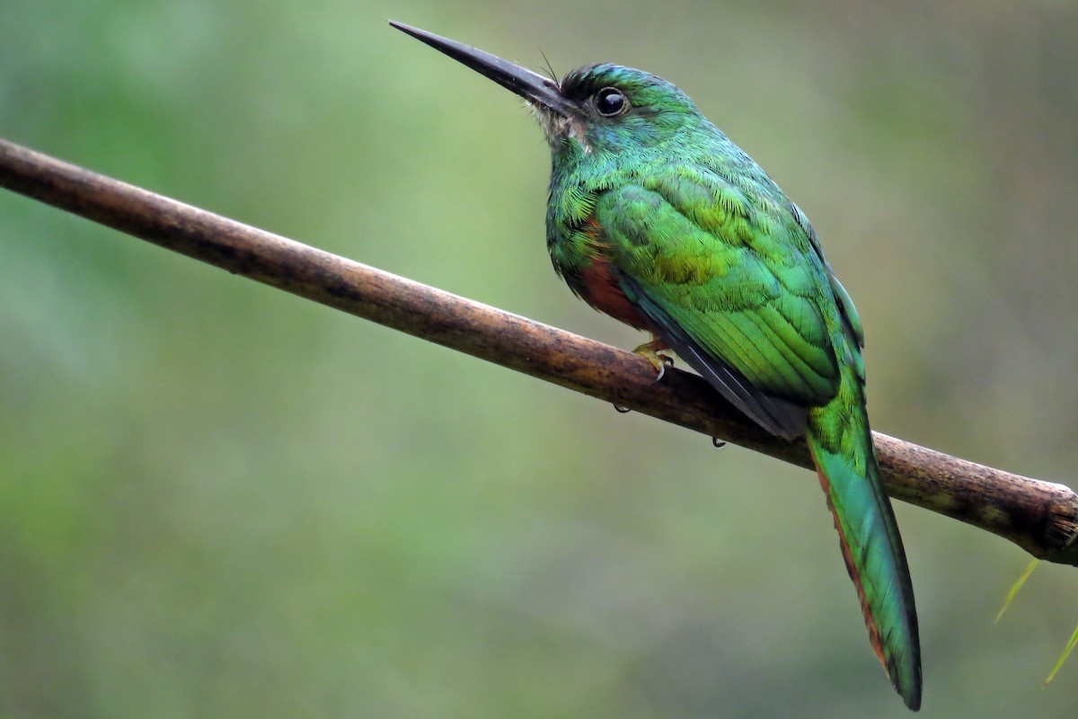 Bluish-fronted Jacamar - ML583693531