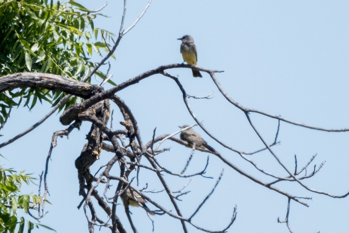 Cassin's Kingbird - ML583693551