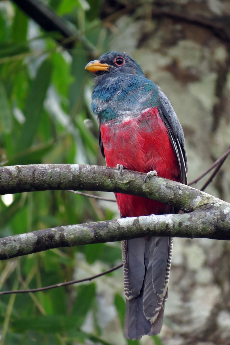 Black-tailed Trogon - ML583693571