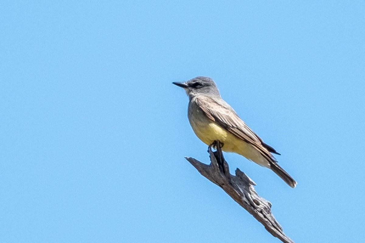Cassin's Kingbird - ML583693711