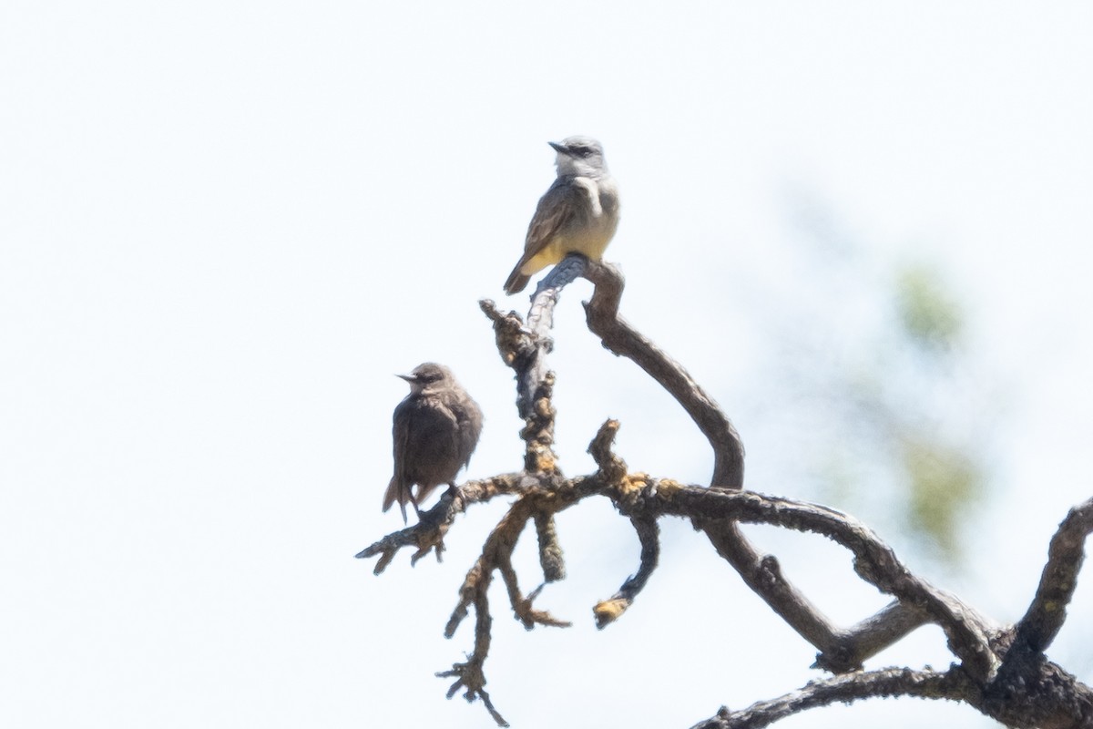 Cassin's Kingbird - ML583693811