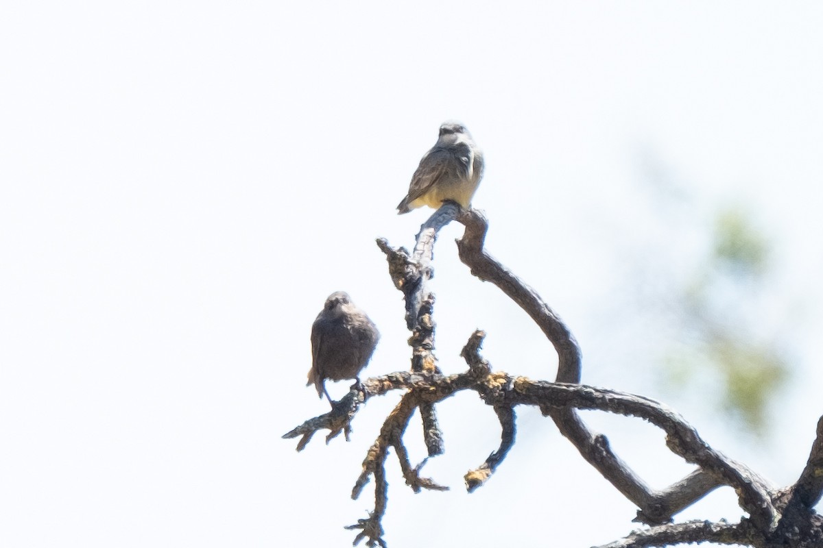 Cassin's Kingbird - ML583693841