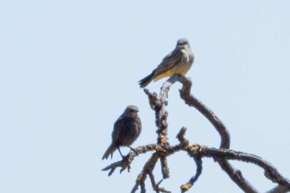 Cassin's Kingbird - ML583693911