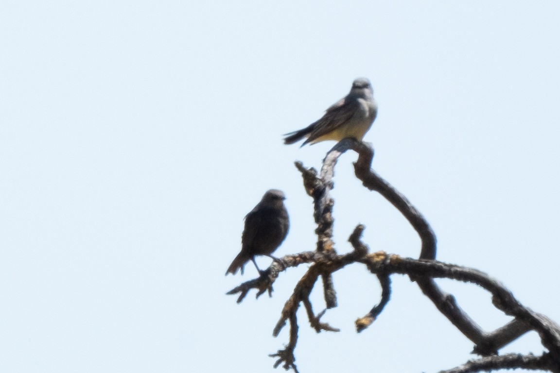 Cassin's Kingbird - ML583693931