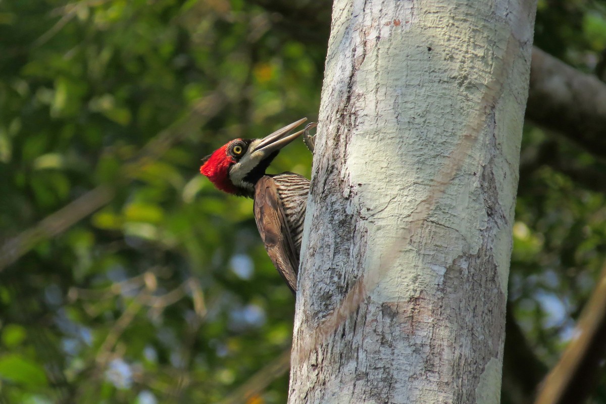 Crimson-crested Woodpecker - ML583694221