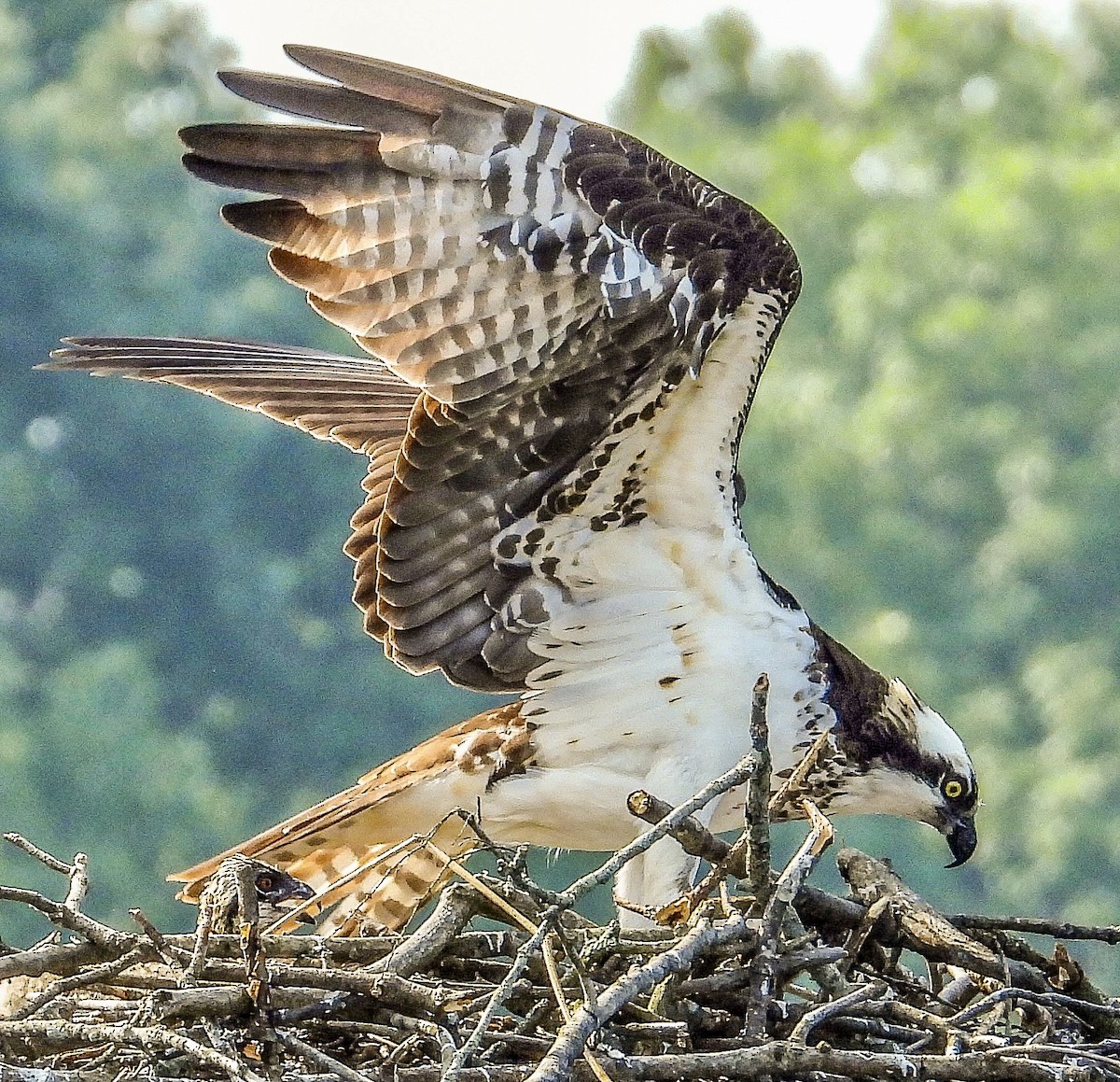 Osprey - Vicki Chatel  (*v*)