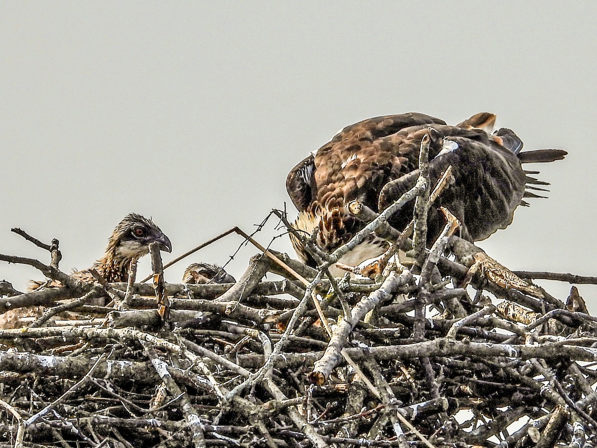 Osprey - ML583694281