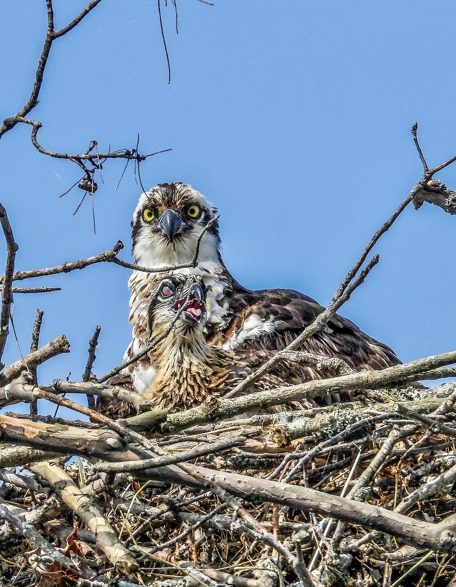 Osprey - ML583694301