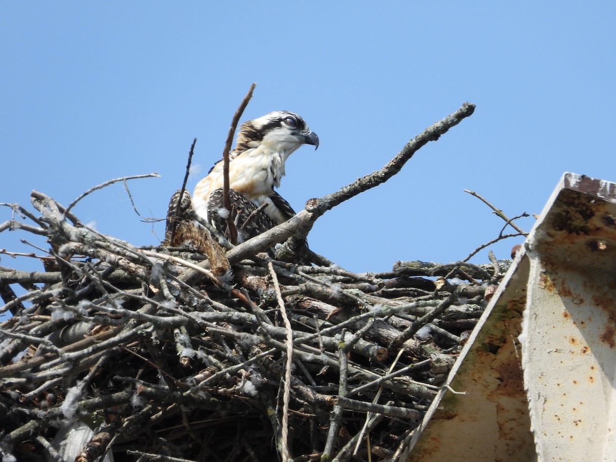 Osprey - ML583694311