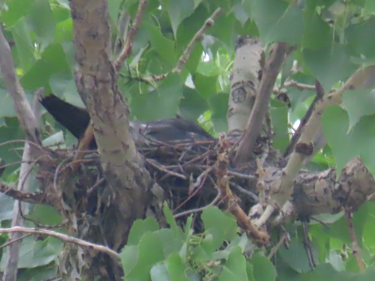 Mississippi Kite - ML583694341