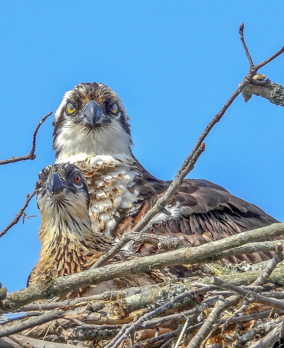 Osprey - ML583694481