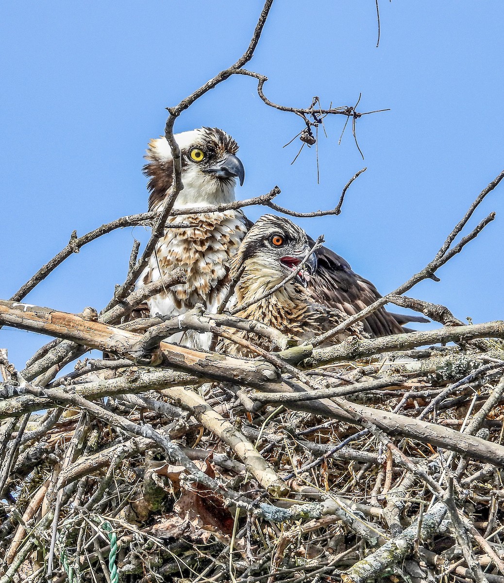 Osprey - ML583694551