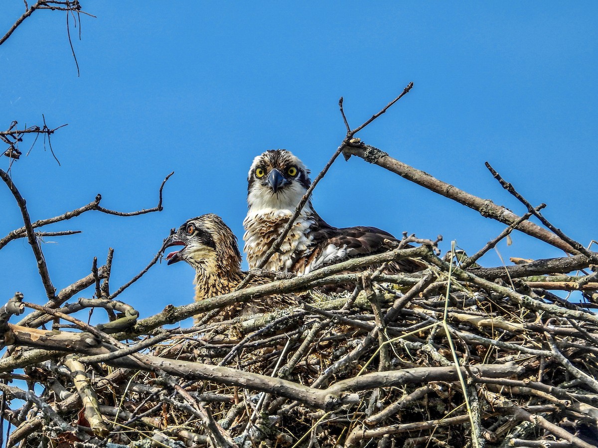 Osprey - Vicki Chatel  (*v*)