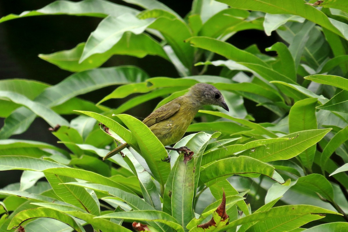 White-shouldered Tanager - ML583694931