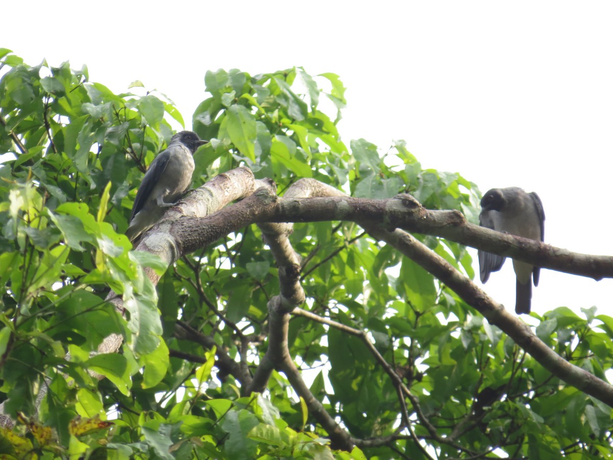 Black-faced Cotinga - ML583694961