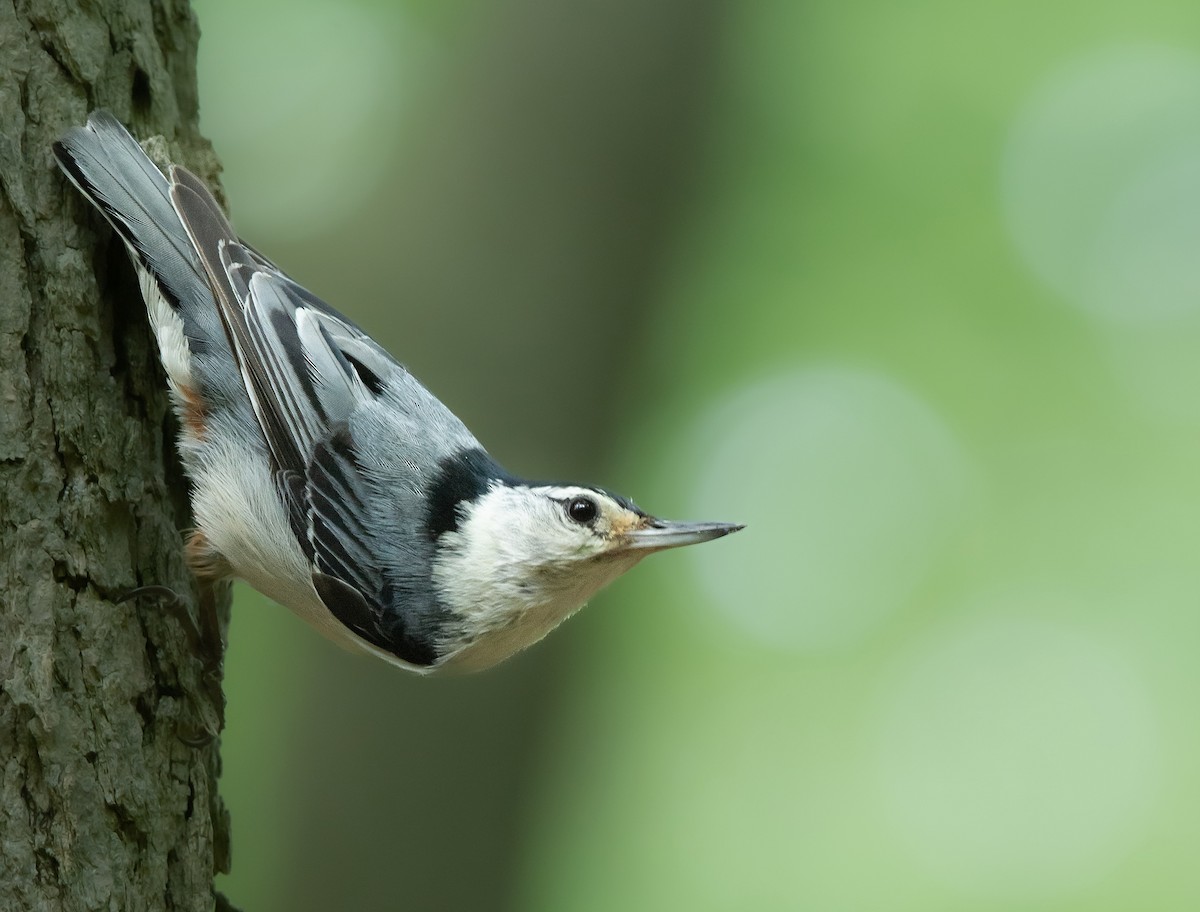 White-breasted Nuthatch - ML583695111