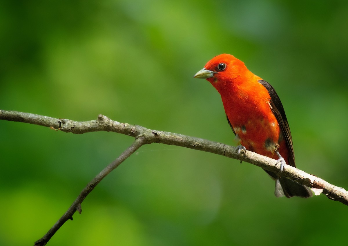 Scarlet Tanager - ML583695191