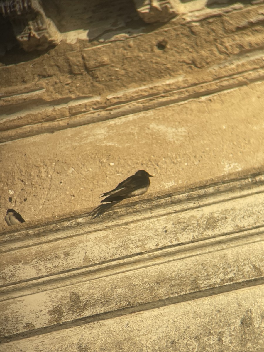 gråbrystsvale - ML583695521