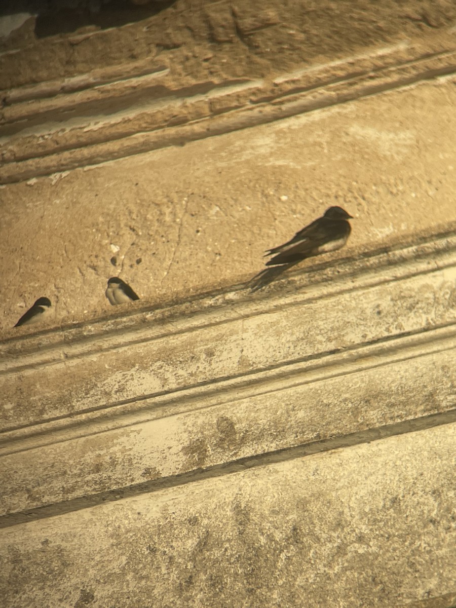 gråbrystsvale - ML583695541