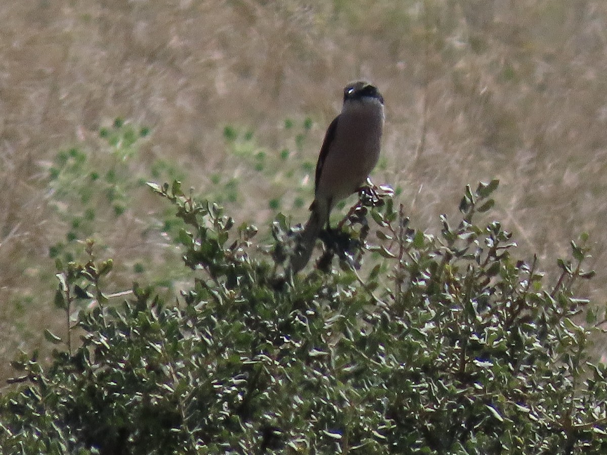 Iberian Gray Shrike - ML583695821