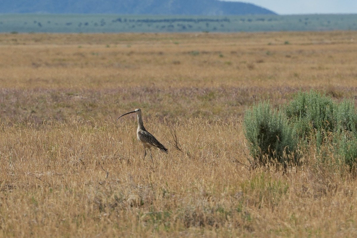 Long-billed Curlew - ML583696061