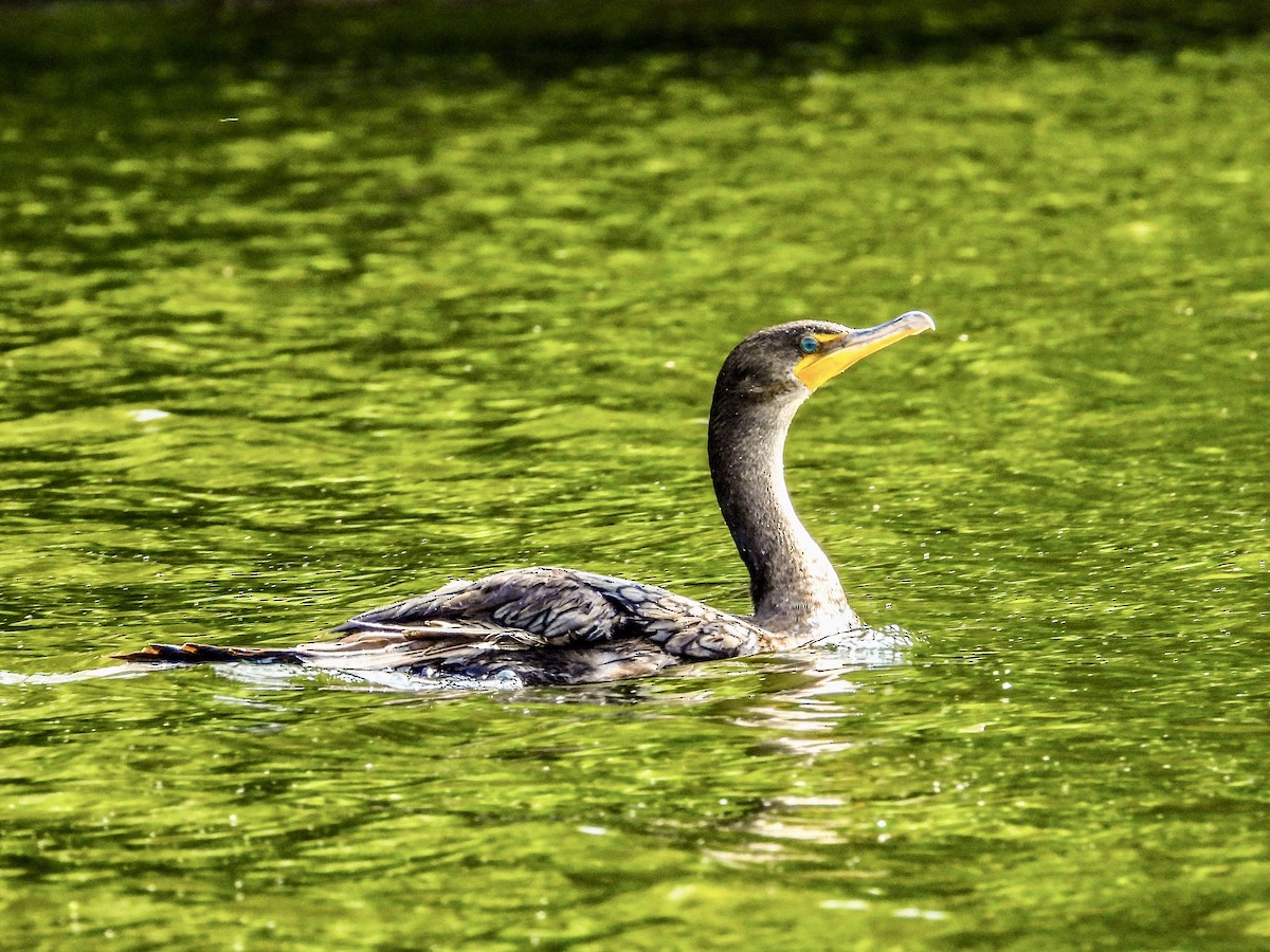 Double-crested Cormorant - ML583696091