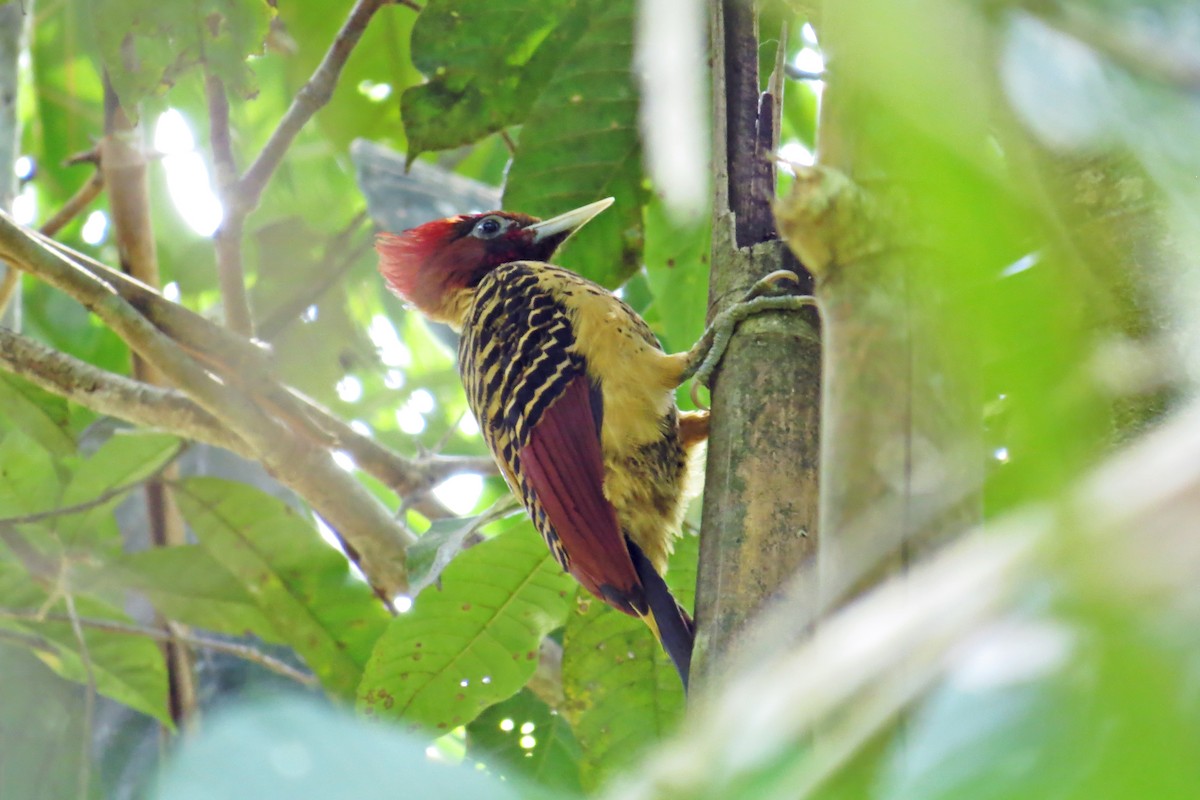 Rufous-headed Woodpecker - ML583698231