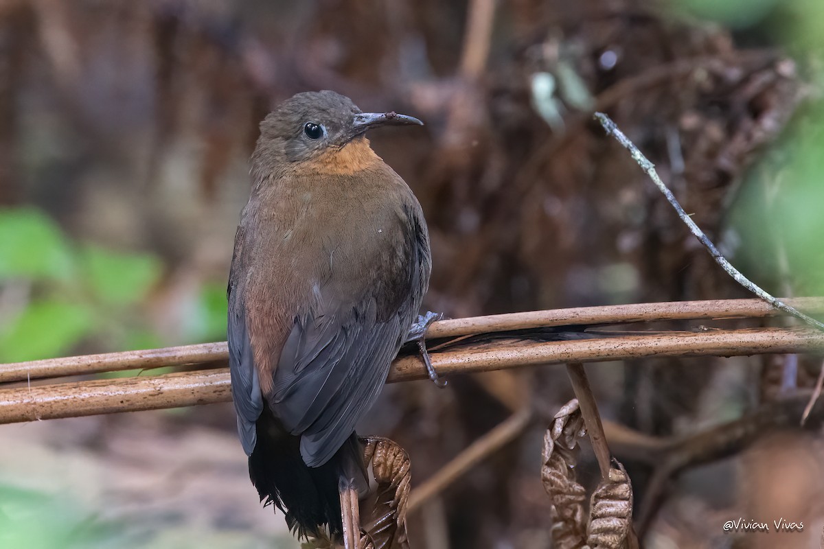 South American Leaftosser - ML583698361