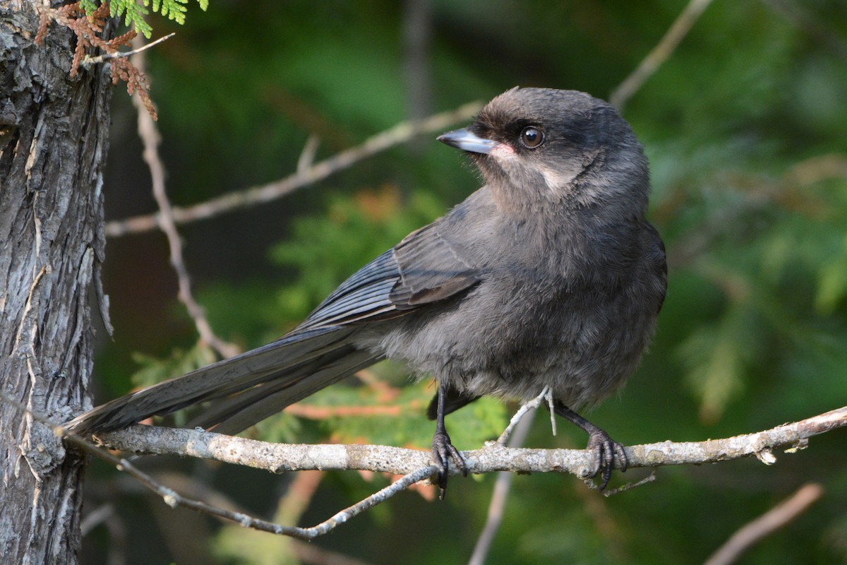 Canada Jay - Steve Mierzykowski