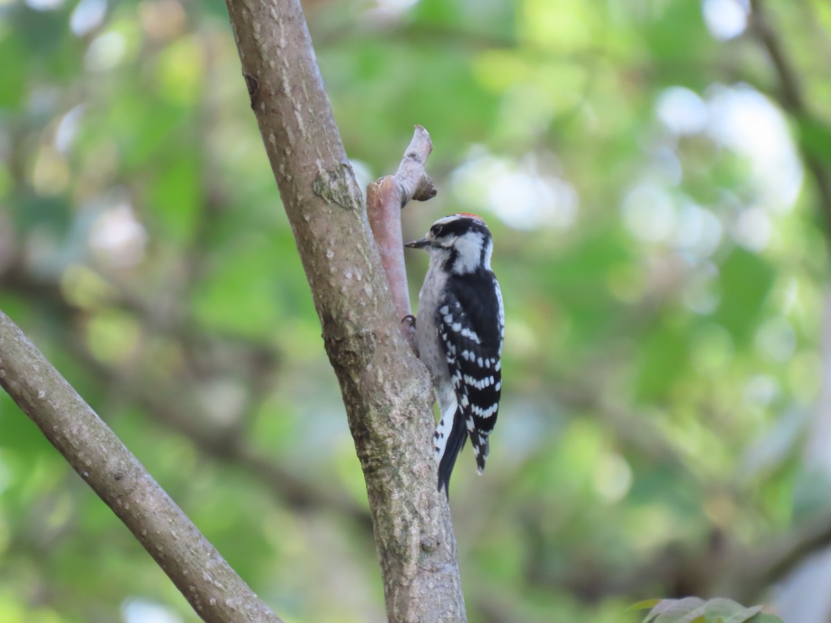 Downy Woodpecker - ML583699171