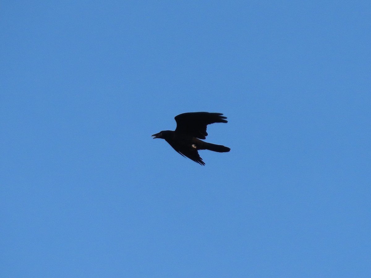 Common Raven - ML583699501