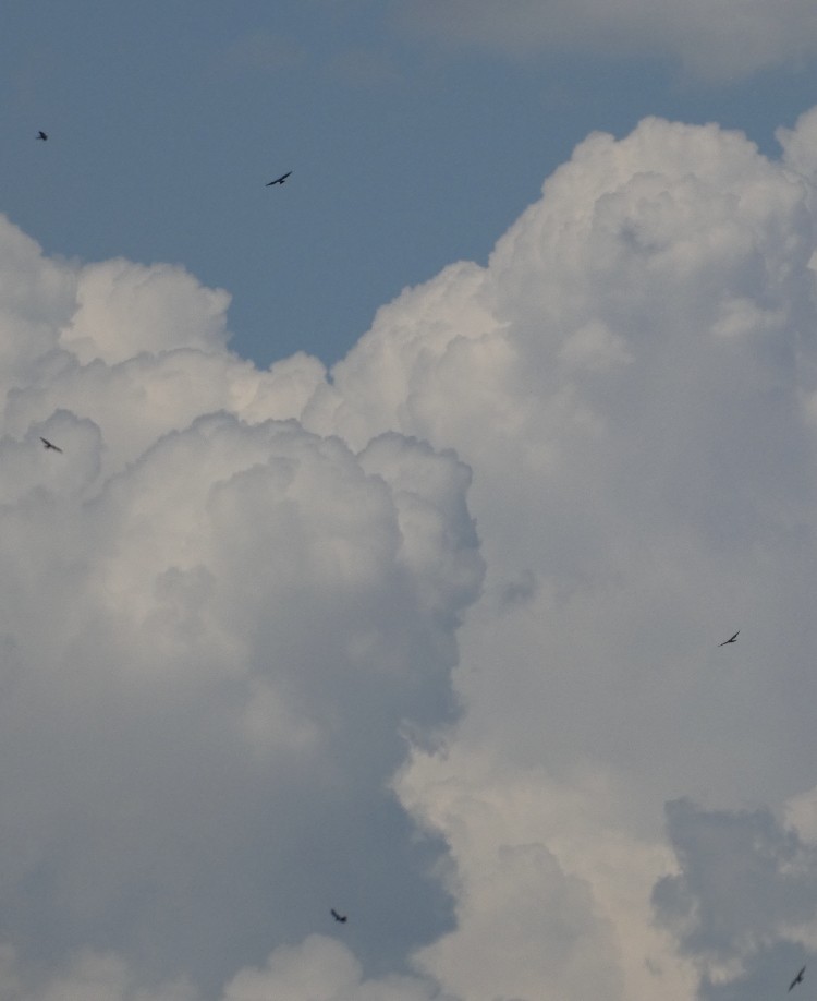 Mississippi Kite - ML583699821