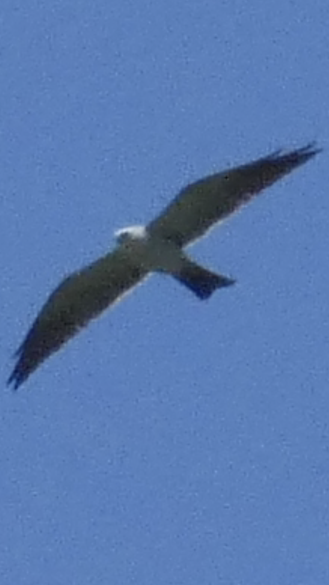 Mississippi Kite - ML583699841