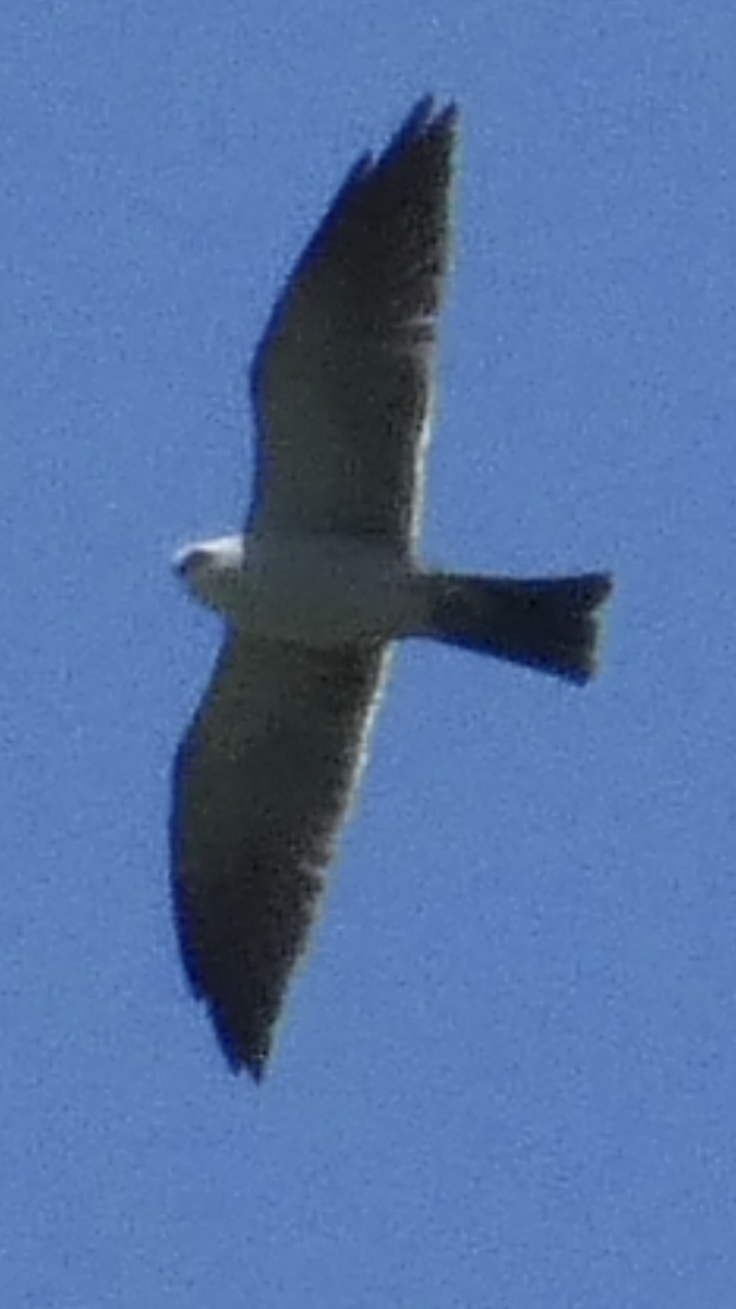 Mississippi Kite - ML583699851