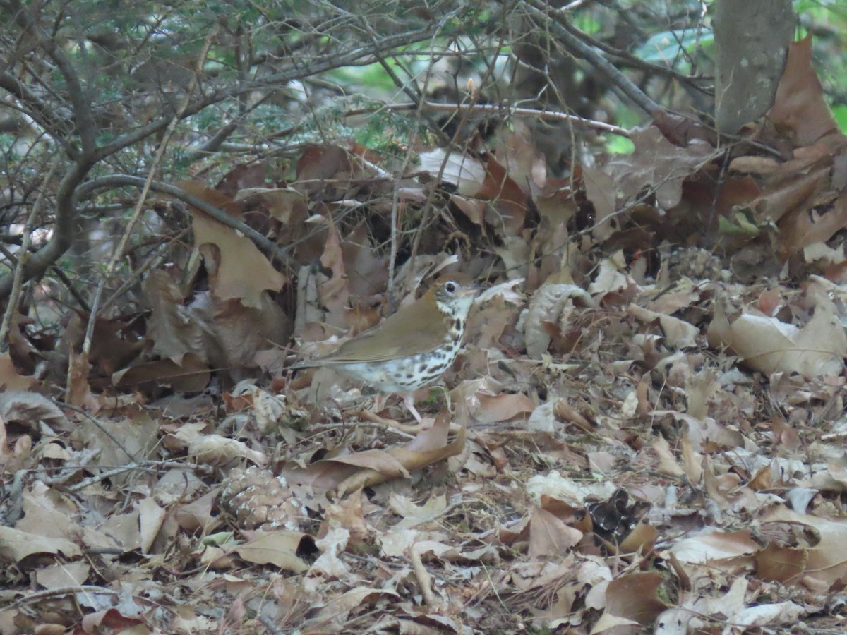 Wood Thrush - ML583700401