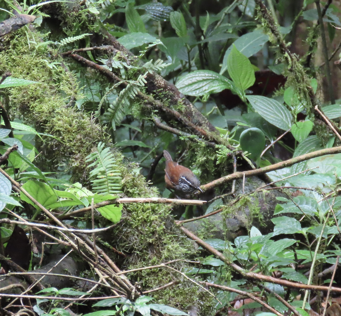 Gray-breasted Wood-Wren - ML583700411