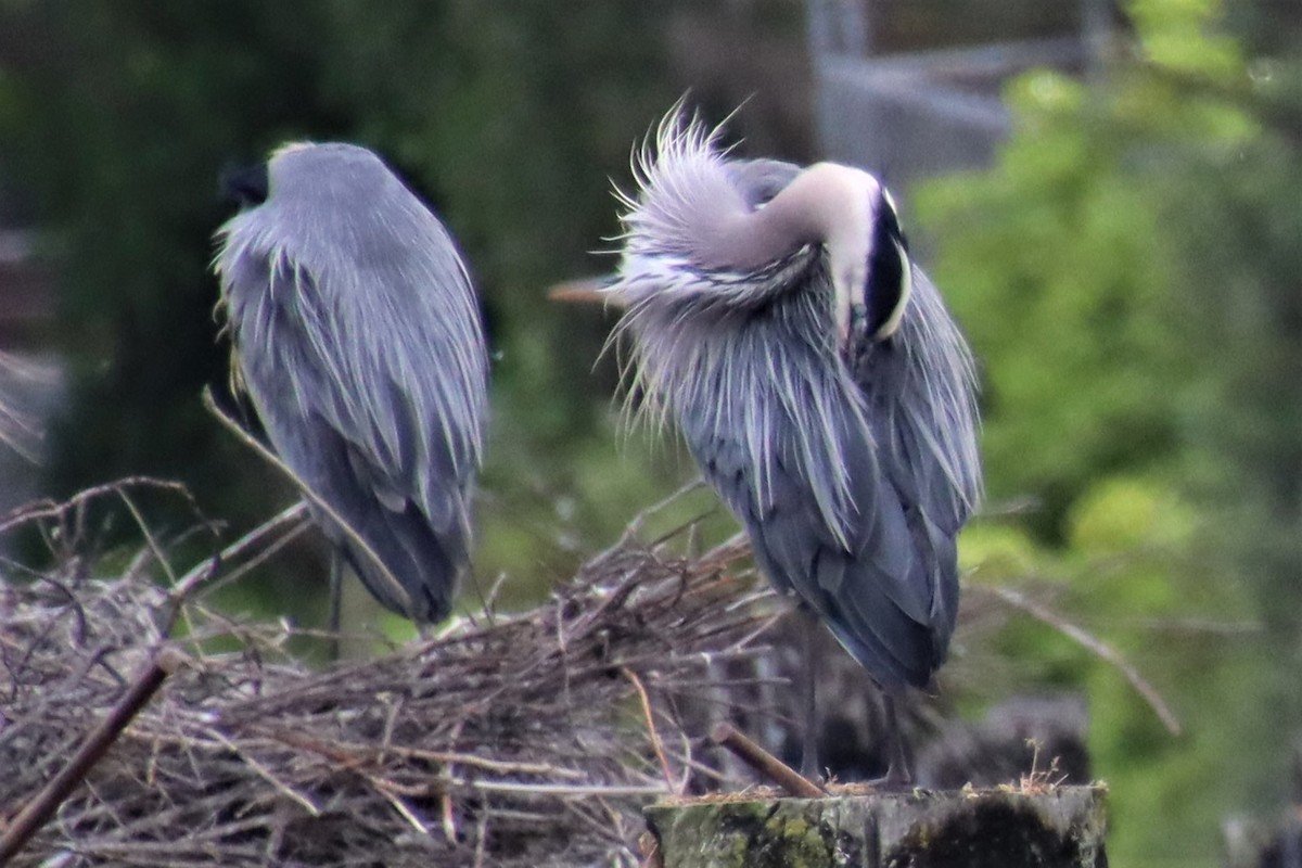 Great Blue Heron - ML583700551