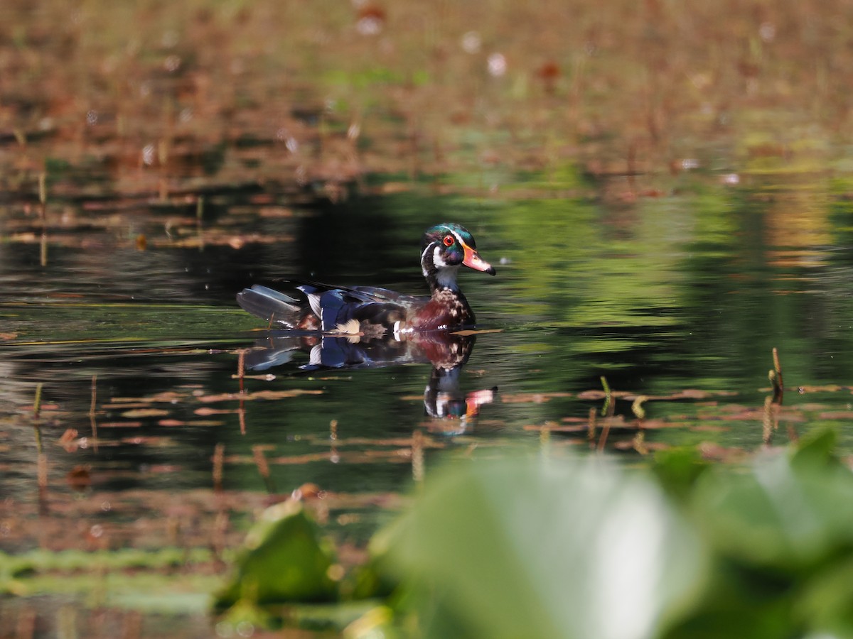 Wood Duck - ML583700681