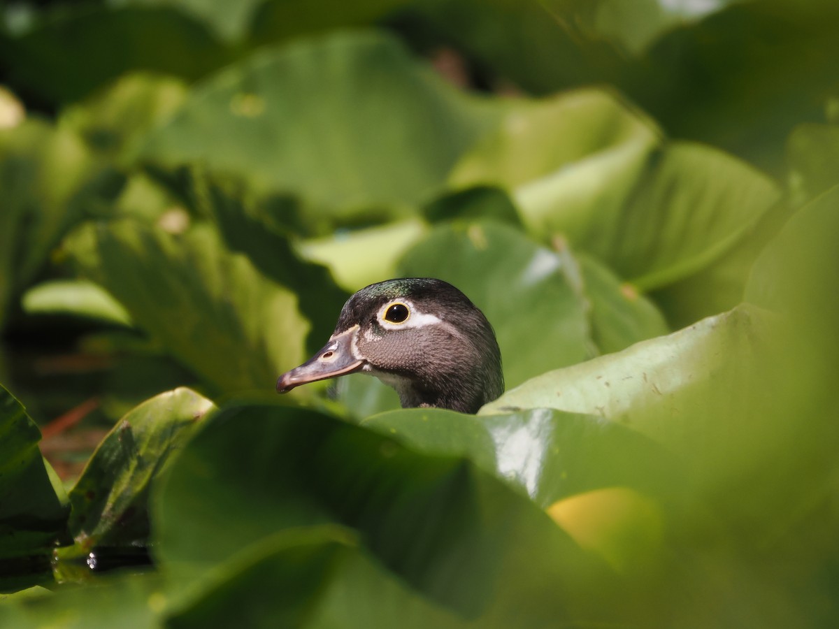Wood Duck - ML583700751