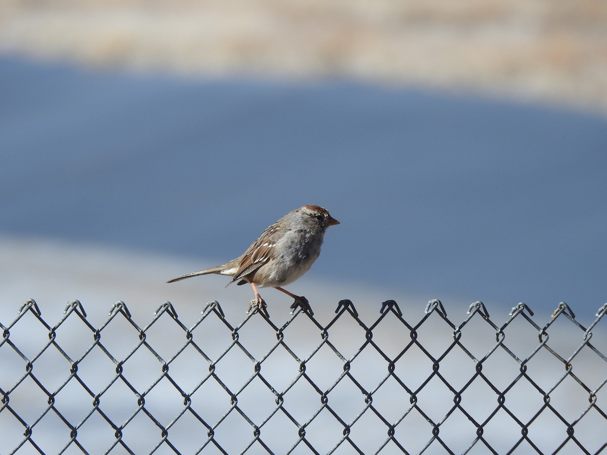 White-crowned Sparrow - ML583700961