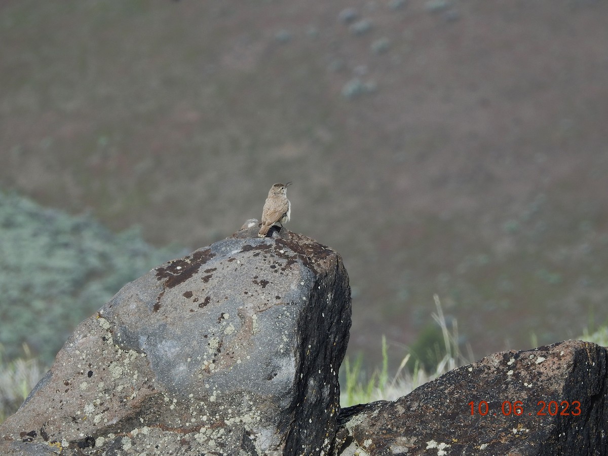 Rock Wren - ML583701871