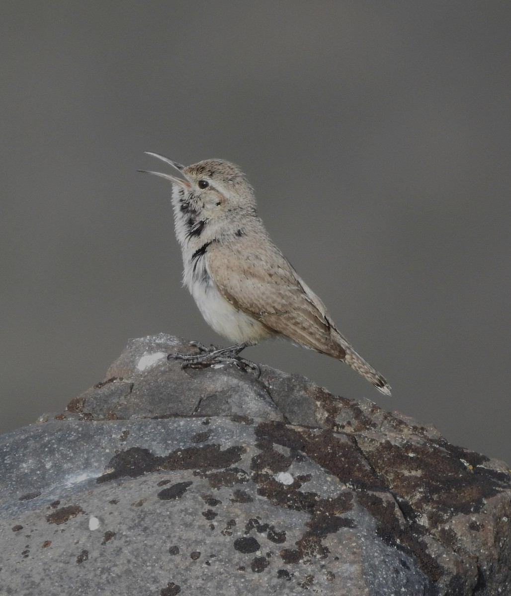 Rock Wren - ML583702041