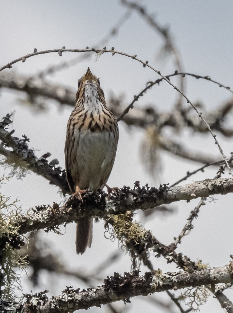 Lincoln's Sparrow - thomas berriman