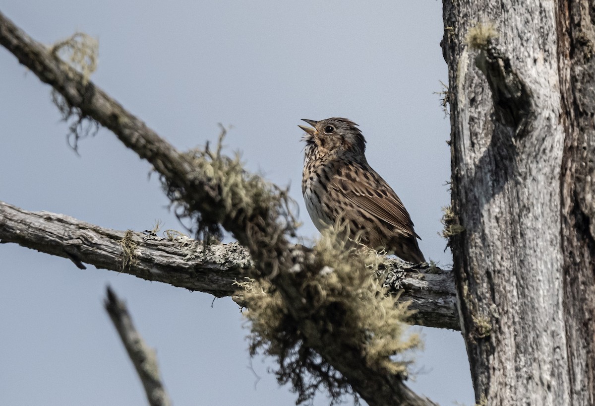 Lincoln's Sparrow - thomas berriman