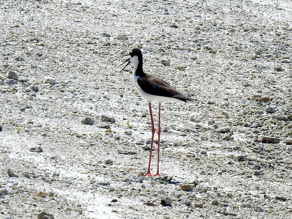 Black-necked Stilt - ML583706151