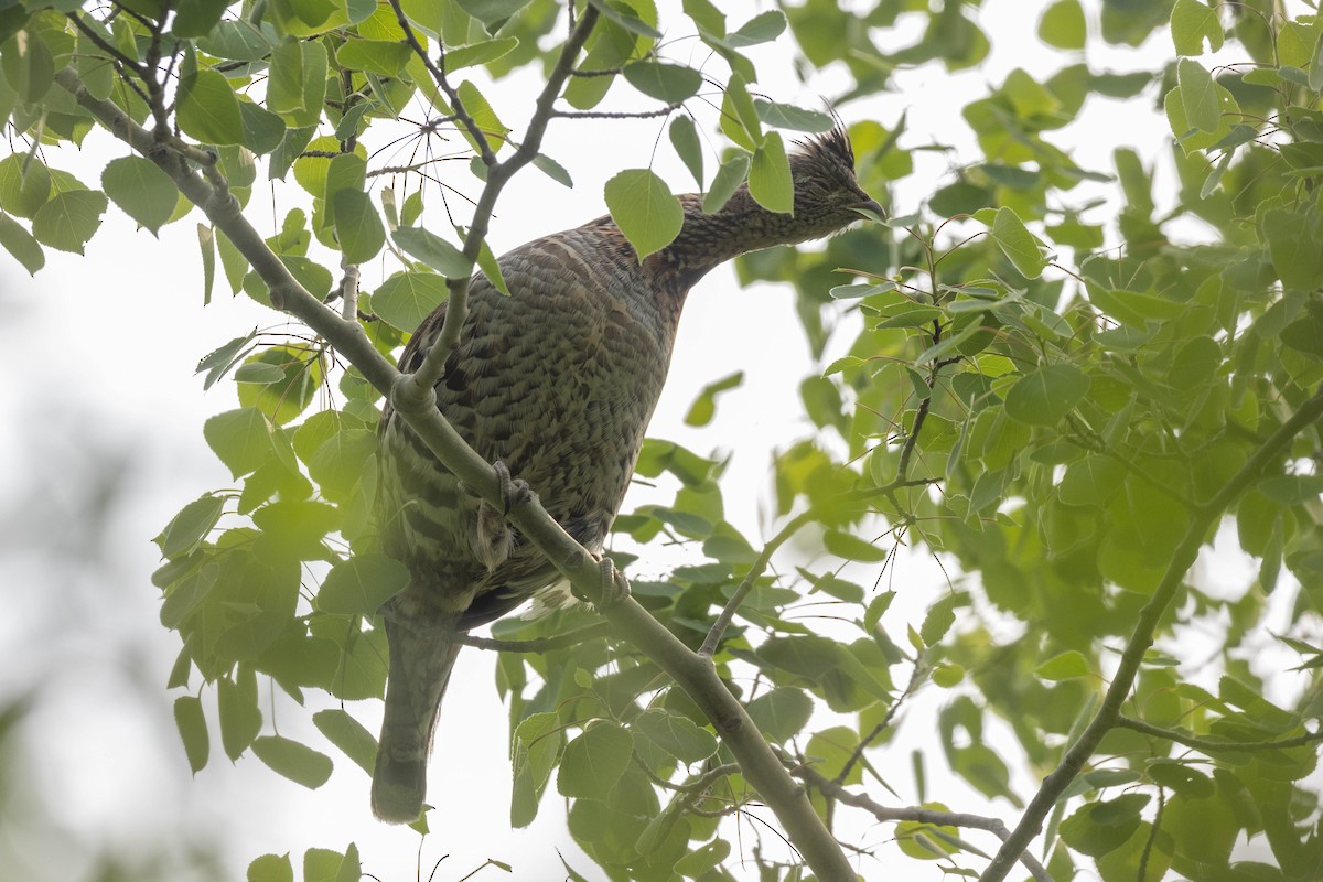 Ruffed Grouse - ML583706861