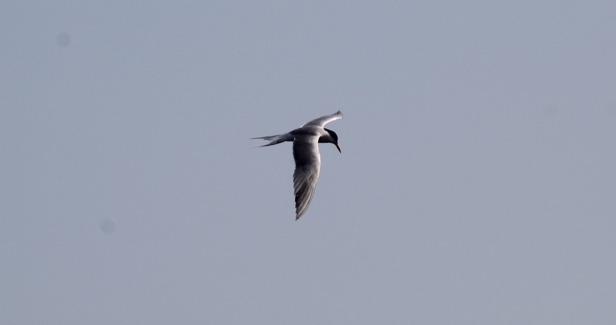 Common Tern - ML583707001
