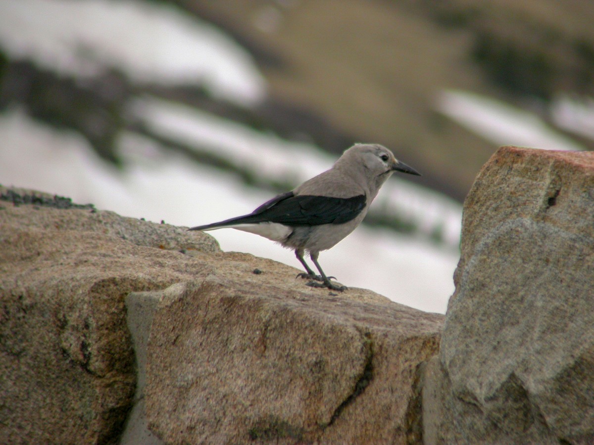 Clark's Nutcracker - Brennan Mulrooney