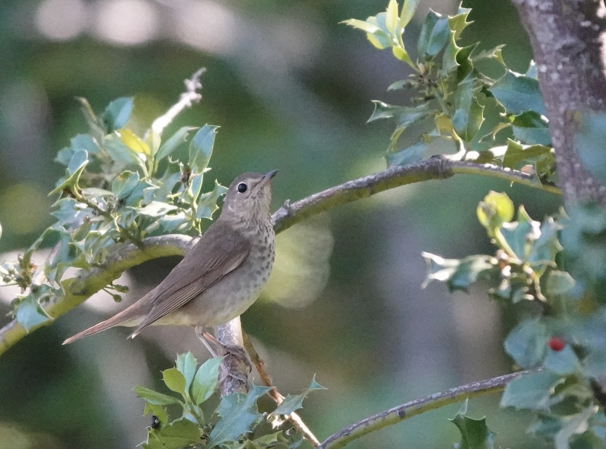 Swainson's Thrush - ML583707491