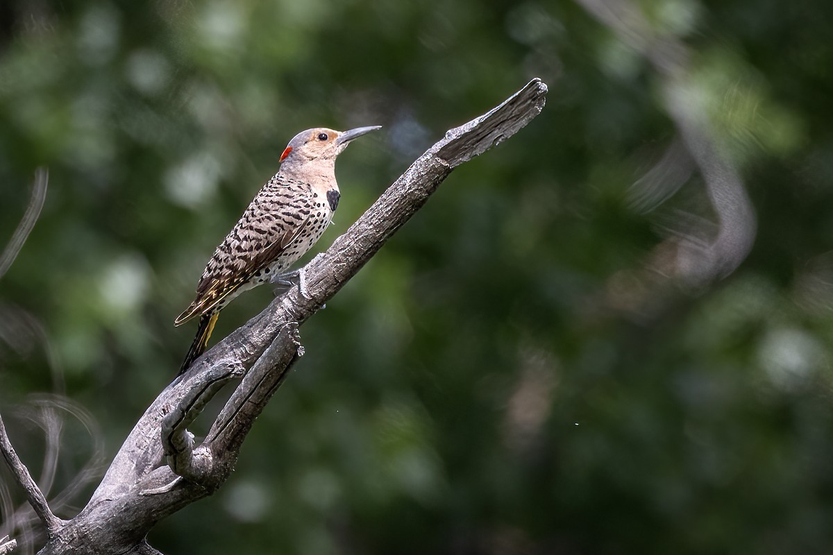 Northern Flicker (Yellow-shafted) - ML583707681